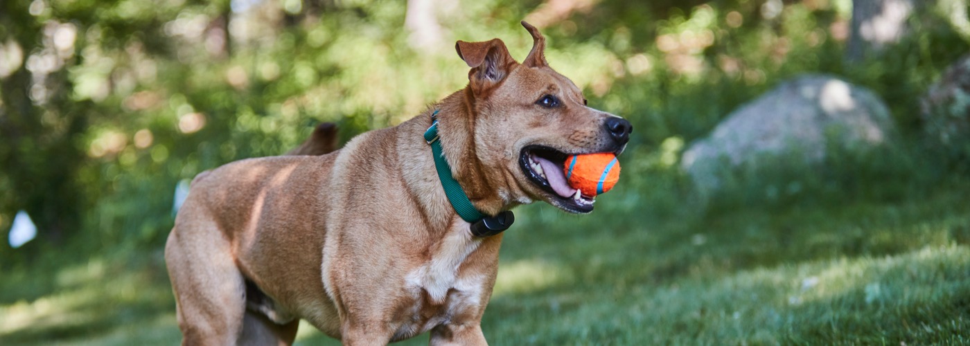 DogWatch SE, Hamilton, Georgia | ProFenceX Slider Image